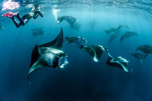 Quels sont les meilleurs spots pour une plongée avec les raies manta à Bali?